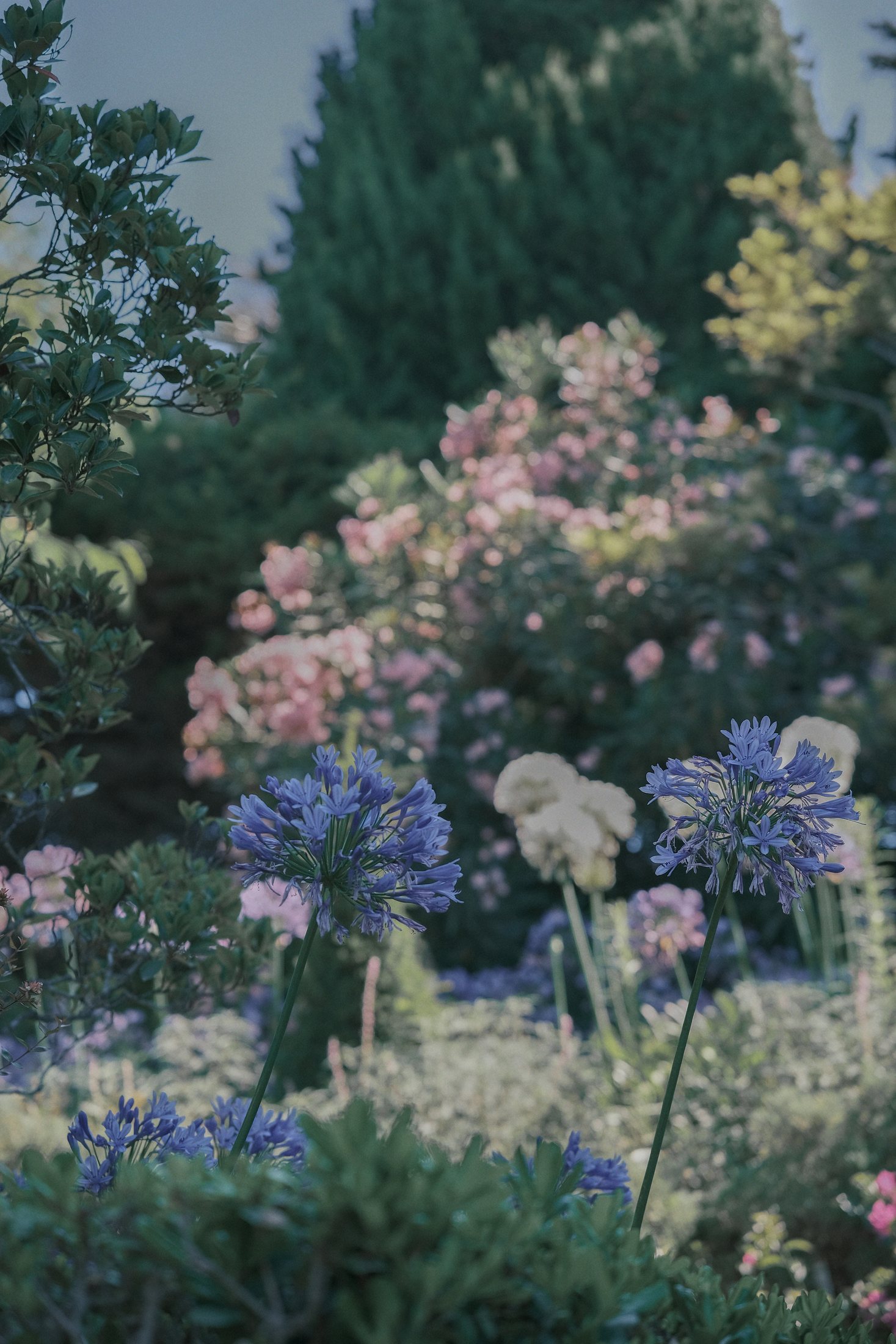 Bouquet de jardin du sud de la France et détails des plantes