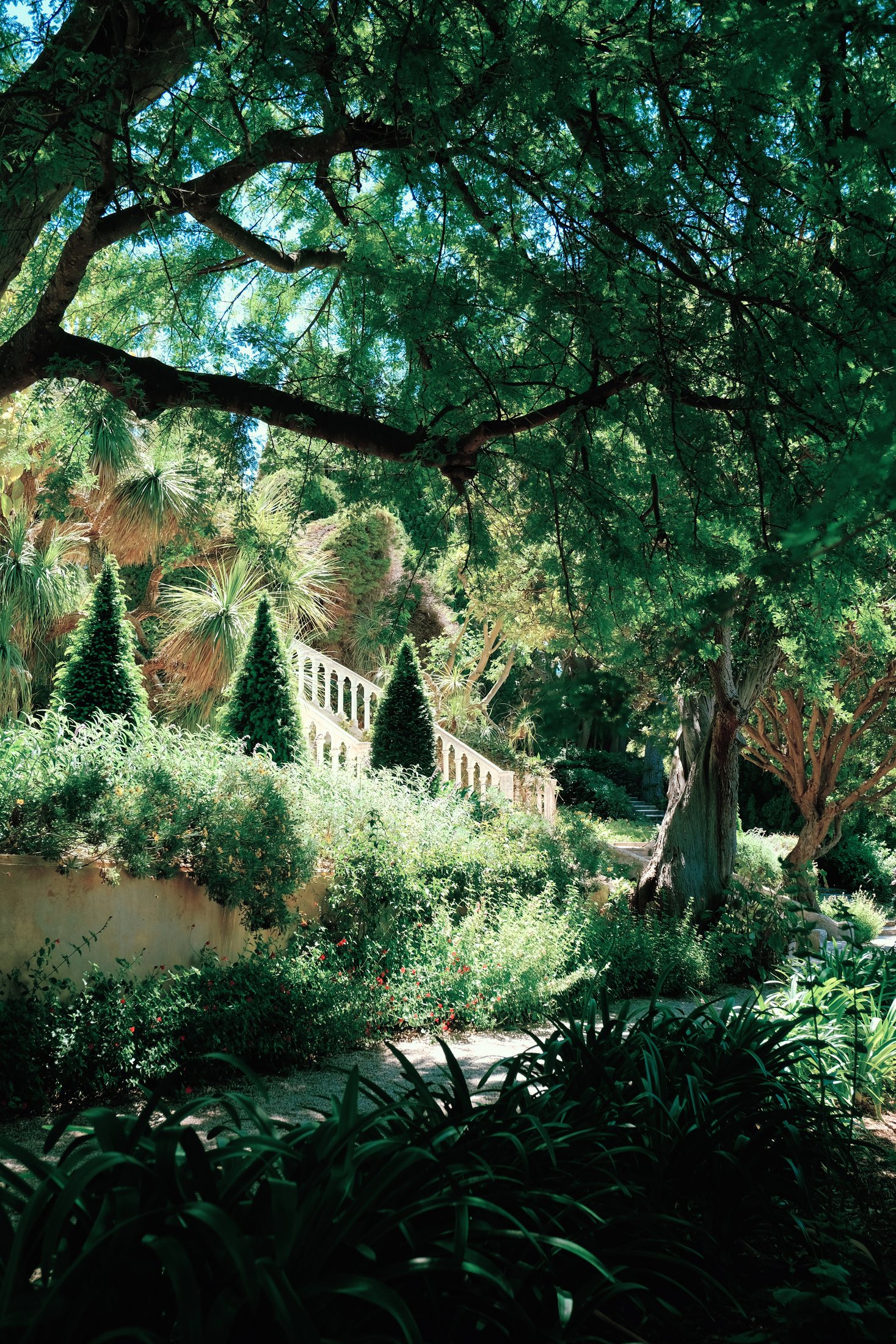 Ombres des arbres du jardin Rothschild