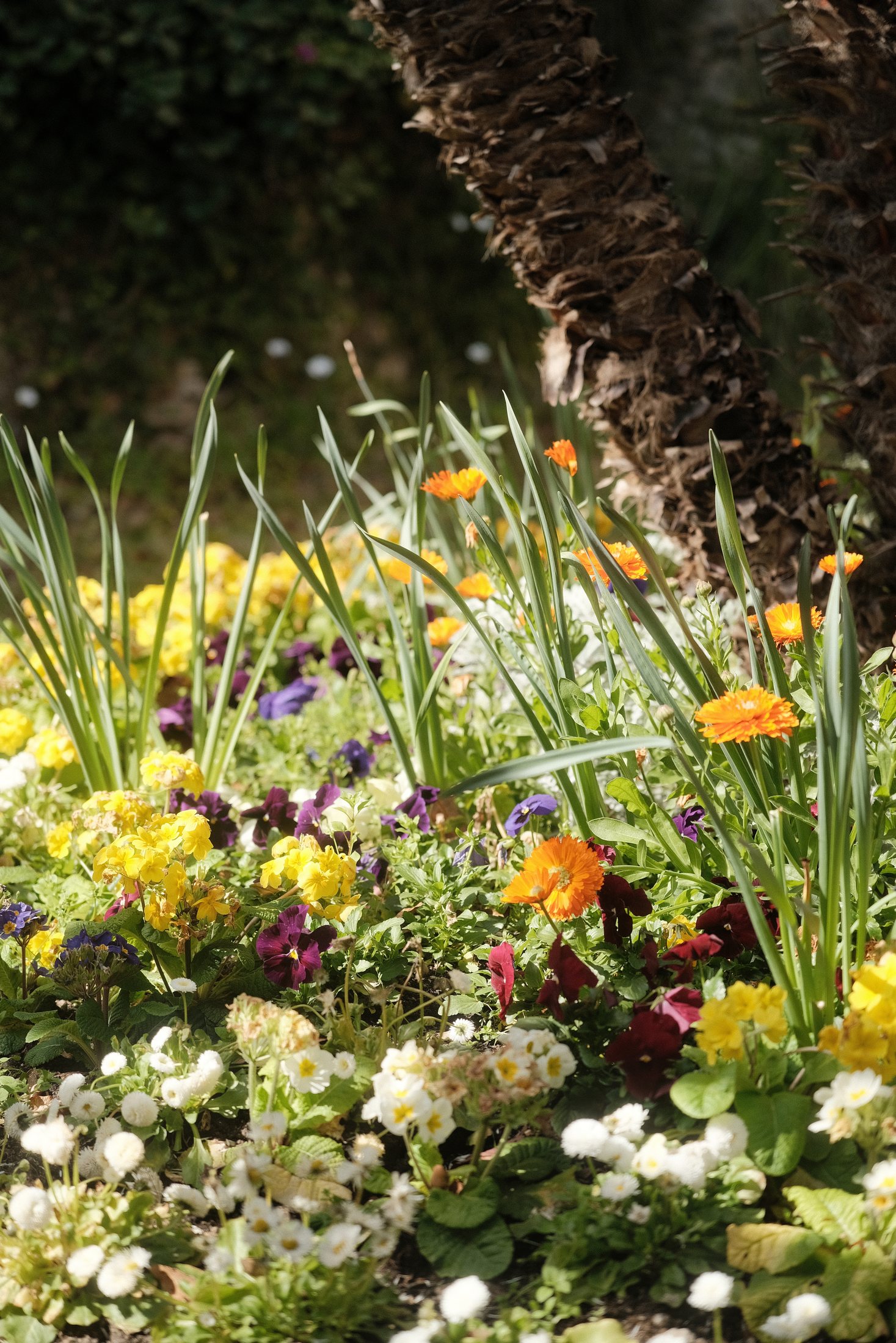 Détails des fleurs du jardin